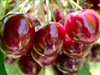 Stella Compact Cherry-Prunus avium â€œStellaâ€ Zone 4-8 Chill Hrs: 600-700. Self Fertile