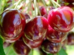 Stella Compact Cherry-Prunus avium â€œStellaâ€ Zone 4-8 Chill Hrs: 600-700. Self Fertile