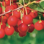 EARLY RICHMOND CHERRY-Prunus avium Zone 3 Chill Hrs: 700. Self Fertile