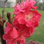 Red Baron Peach-Prunus persica USDA Zones 7   Chill:  250 hrs