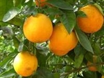 HAMLIN SWEET ORANGE-Citrus sinensis Hamlin Zone 9a