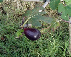 Fig Black Mission-Ficus carica Zone 7  Chill Hrs 100  4-10 Feet Self Fertile