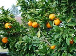 Moro Blood Orange-Citrus sinensis Moro Zone 9a