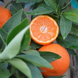 PAGE MANDARIN Orange-Citrus reticulata  Zone 9b