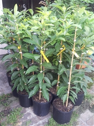 AVOCADO TREES-â€œJoeyâ€ 10 feet tall cold hardy Zone 8a