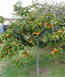 FUYU AISIAN PERSIMMON-Diospyros kaki self-pollinating Zone 7