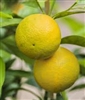 SWINGLE CITRUMELO TRIFOLIATE HYBRID(Cold Hardy Grapefruit) Zone 7-8