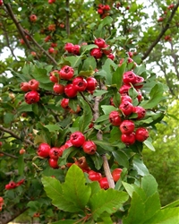 Mayhaw BIG RED Hardiness zone 4-9