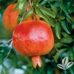 WONDERFUL POMEGRANATE-Punica granatum â€˜Wonderfulâ€™ Chill: 150  Zone 6