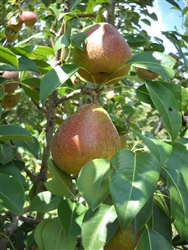 Pear Moonglow-Zone 5 Chill hrs 400