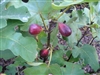 FIG LSU PURPLE-Fruiting Tree Zone 8