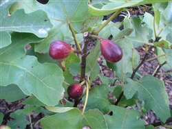 FIG LSU PURPLE-Fruiting Tree Zone 8