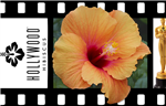 HIBISCUS SINGLE ORANGEY-YELLOW SATIN BLOOMS CENTER DARKER, rosa-sinensis-Tropical Zone 9+