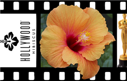 HIBISCUS SINGLE ORANGEY-YELLOW SATIN BLOOMS CENTER DARKER, rosa-sinensis-Tropical Zone 9+