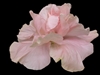 TEMPORARILY OUT OF STOCK....HIBISCUS SWEET PINK' [CAJUN SERIES] PINK COLORED DOUBLE Tropical Zone 9+