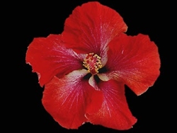 HIBISCUS 'YULTIDE' [CAJUN SERIES] REDDISH ORANGE COLORED SINGLE Tropical Zone 9+