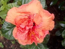 HIBISCUS PERSIMMON ORANGE-PEACH COLORED DOUBLE Tropical Zone 9+