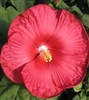 HIBISCUS LUNA RED--HIBISCUS moscheutos, Red with Whitish Center ZONE 5