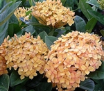 IXORA SUNSET- YELLOW CLUSTER BLOOMS, Ixora coccinea-Tropical Zone 9+