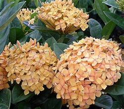 IXORA SUNSET- YELLOW CLUSTER BLOOMS, Ixora coccinea-Tropical Zone 9+