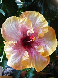 HIBISCUS ANGEL SPIRIT-CREAM COLOR YELLOW BORDER WITH RED CENTER, rosa-sinensis-Tropical Zone 9+