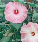 HIBISCUS DISCO BELLE PINK--HIBISCUS moscheutos, PINK & WHITE WITH RED CENTER ZONE 4