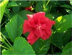 HIBISCUS DOUBLE RED, rosa-sinensis-Tropical Zone 9+