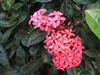 IXORA DWARF PINK HAWAIIAN-VIVID PINK CLUSTER BLOOMS, Ixora coccinea-Tropical Zone 9+