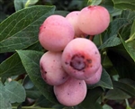 BLUEBERRY RABBITEYE BLUEBERRY VACCINIUM FLORIDA ROSE PP14,485  Zone 7-10