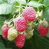 RUBUS 'MYSORE' RASPBERRY PRIMOCAINE ZONE 8-10