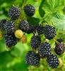 Rubus BIG DADDY BLACKBERRY THORNLESS ZONE 5