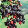 RUBUS 'PRIME ARK-45' BLACKBERRY PRIMOCANE THORNY ZONE 4-8