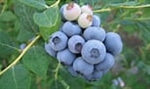 Blueberry Vaccinium  LEGACY HIBUSH Northern Blueberry  Zone 5 Chill hours 800+