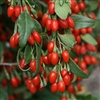 Goji Berry Lycium barbarum Shrub ZONE 5-9