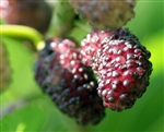 Morus nigra 'Dwarf Everbearing' Mulberry ZONE 4 Chill hrs 200