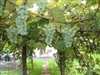 NIAGRA Vitis labrusca  BUNCH GRAPE VINE  WHITE SEEDLESS Zone 5