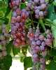 Reliance Seedless Grape Vine Zone 5