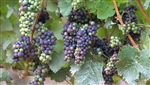 Grape Vine Pinot Noir Grape-dark blue grape-distinctive fragrance Zone 6