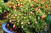 DWARF POMEGRANATE-â€˜Punica granatum Nanaâ€™  Zone 9+