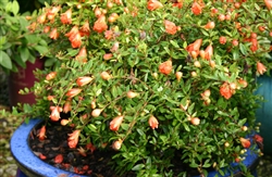 DWARF POMEGRANATE-â€˜Punica granatum Nanaâ€™  Zone 9+