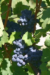 CABERNET FRANC BLACK WINE GRAPE Zone 7