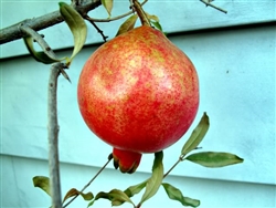 POMEGRANATE RUSSIAN SALAVATSKI-â€˜Punica granatum Salavatskiâ€™ Zone 7+