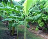 Musa 'Dwarf Orinoco'-Good producer wind and cold tolerant Zone 7b