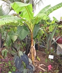 MUSA-MEKONG GIANT PP#24315 HARDY BANANA 15' TALL 4' CANOPY ZONE 6