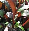 ENSETE MAURELII-RED ABYSSINIAN BANANA ZONE 8