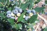 Blueberry Vaccinium WINDSOR Southern Blueberry Zone 7 Chill hrs 400