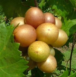 Muscadine Vitus 'DIXIE' Muscadine Large Bronze Fruit  Zone 7