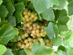 GRAPE VINE BLANC DU BOIS BUNCH GRAPE-White Grape Zone 6