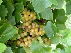 GRAPE VINE BLANC DU BOIS BUNCH GRAPE-White Grape Zone 6