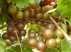 Muscadine Vitus 'HIGGINS' Muscadine Reddish Bronze Fruit Zone 7